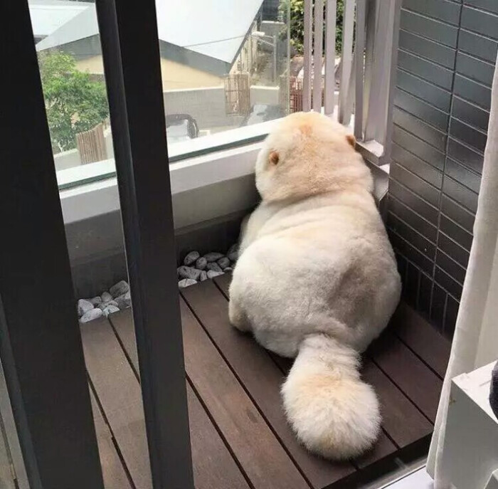 (惆怅的猫)作揖的兔子 养萌千日 用萌一时 可爱 卡哇伊 cute lovely