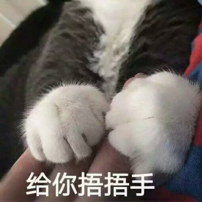 猫爪子表情包