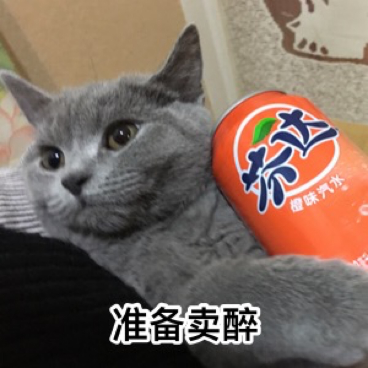 猫咪表情包