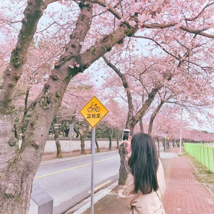 桃花 软妹 少女心 粉色 拍摄 闺蜜 韩国 头像 女头
