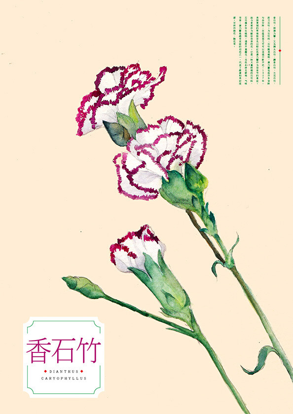 石竹