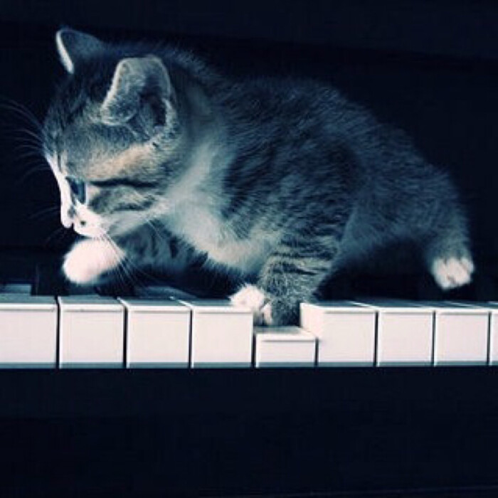 可爱头像 猫咪走钢琴