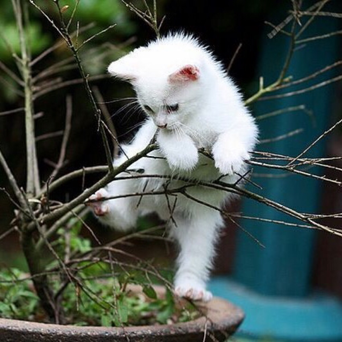 可爱头像 猫咪爬树