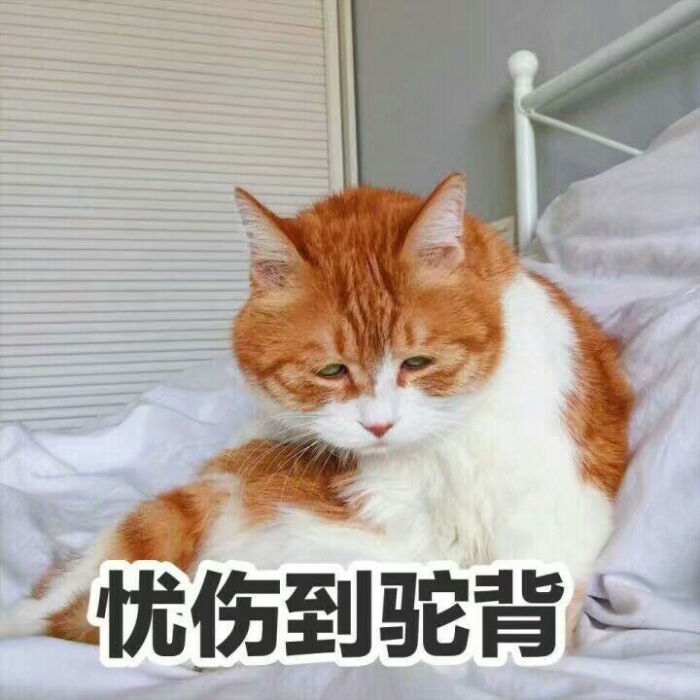 猫咪表情包