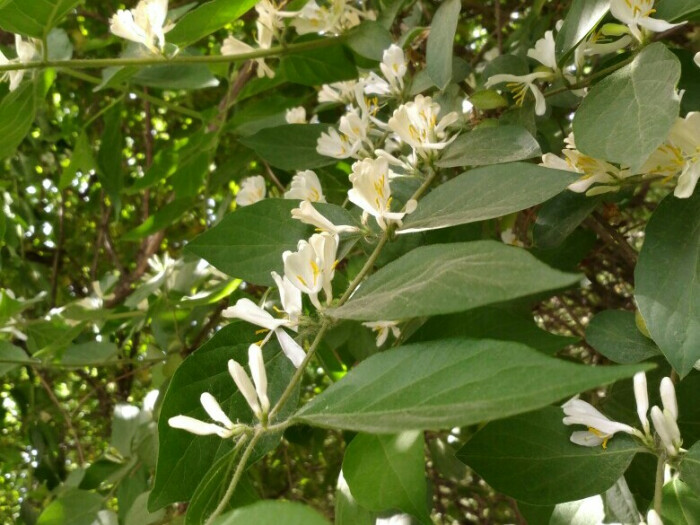 金银忍冬(金银木),繁花满树