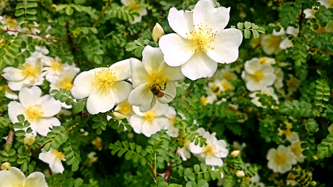 春天物语 花 春暖花开 原创 摄影 风景 壁纸桌面 特写 静物