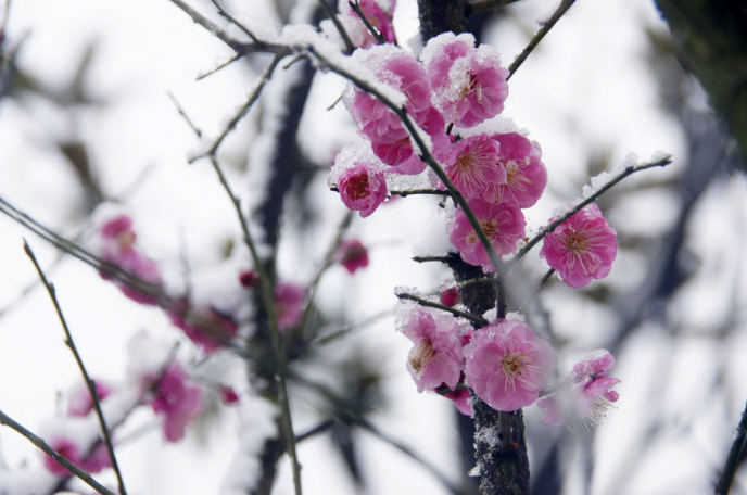 雪梅花 