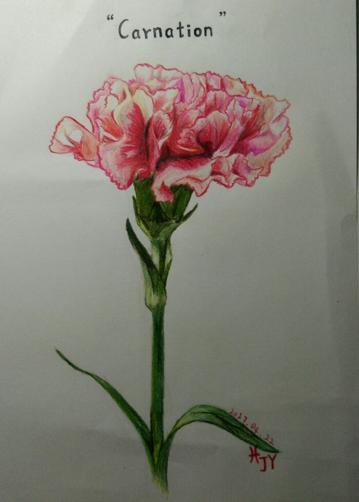康乃馨 手绘 彩铅 写实 逼真 植物 花卉 母亲节 粉色 绘画