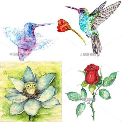 水彩蜂鸟玫瑰花花苞果实荷花百合花人物画像彩带矢量设计素材ai50
