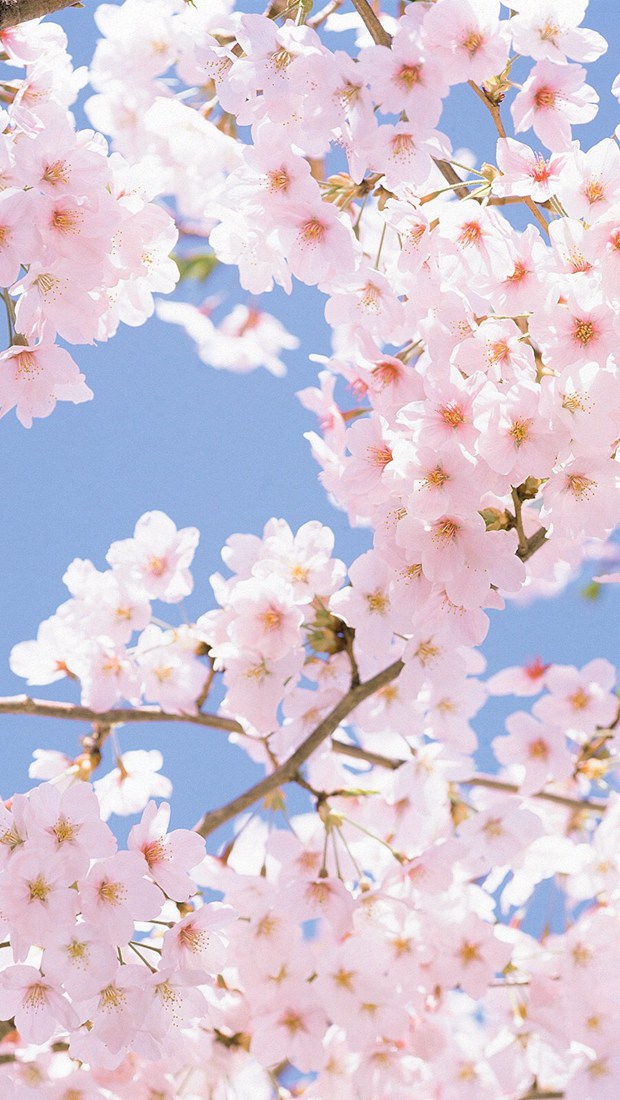 你好五月的唯美小清新樱花图片