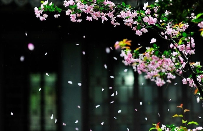 四月海棠花似雨.