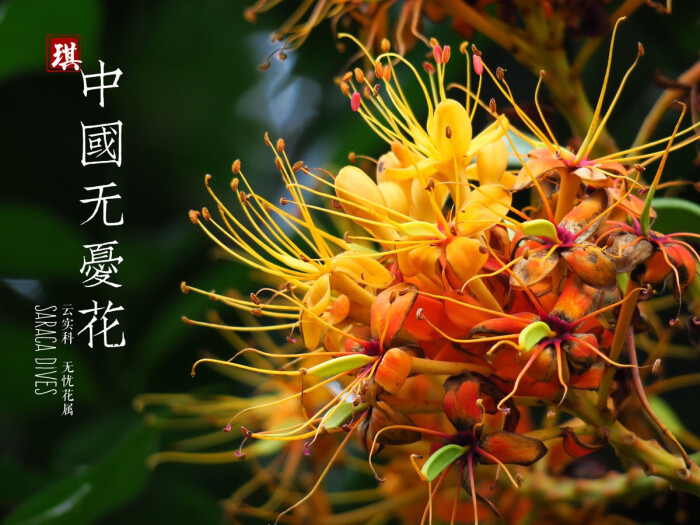 拉丁学名解释:saraca: 阴>无忧树属[(印度)sarac一种植物名]豆科