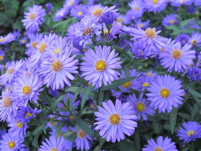 紫菀花,学名紫苑(aster tataricus l. f.