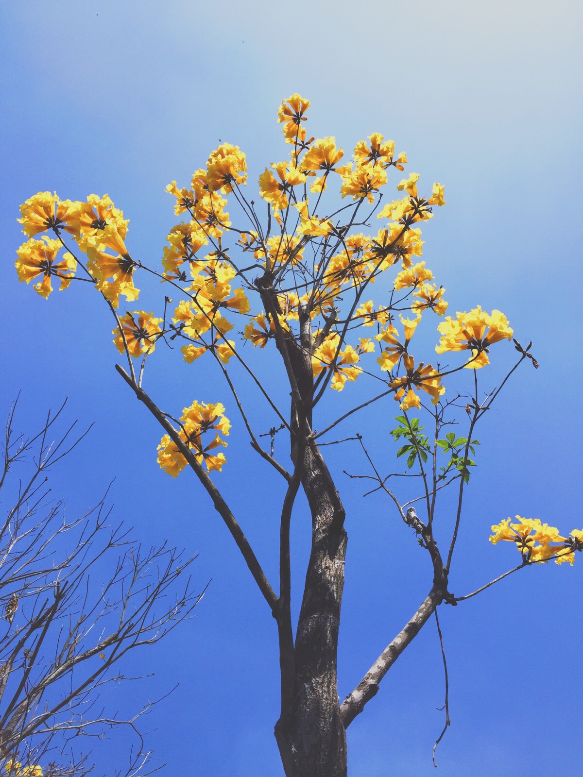 黄花风铃木