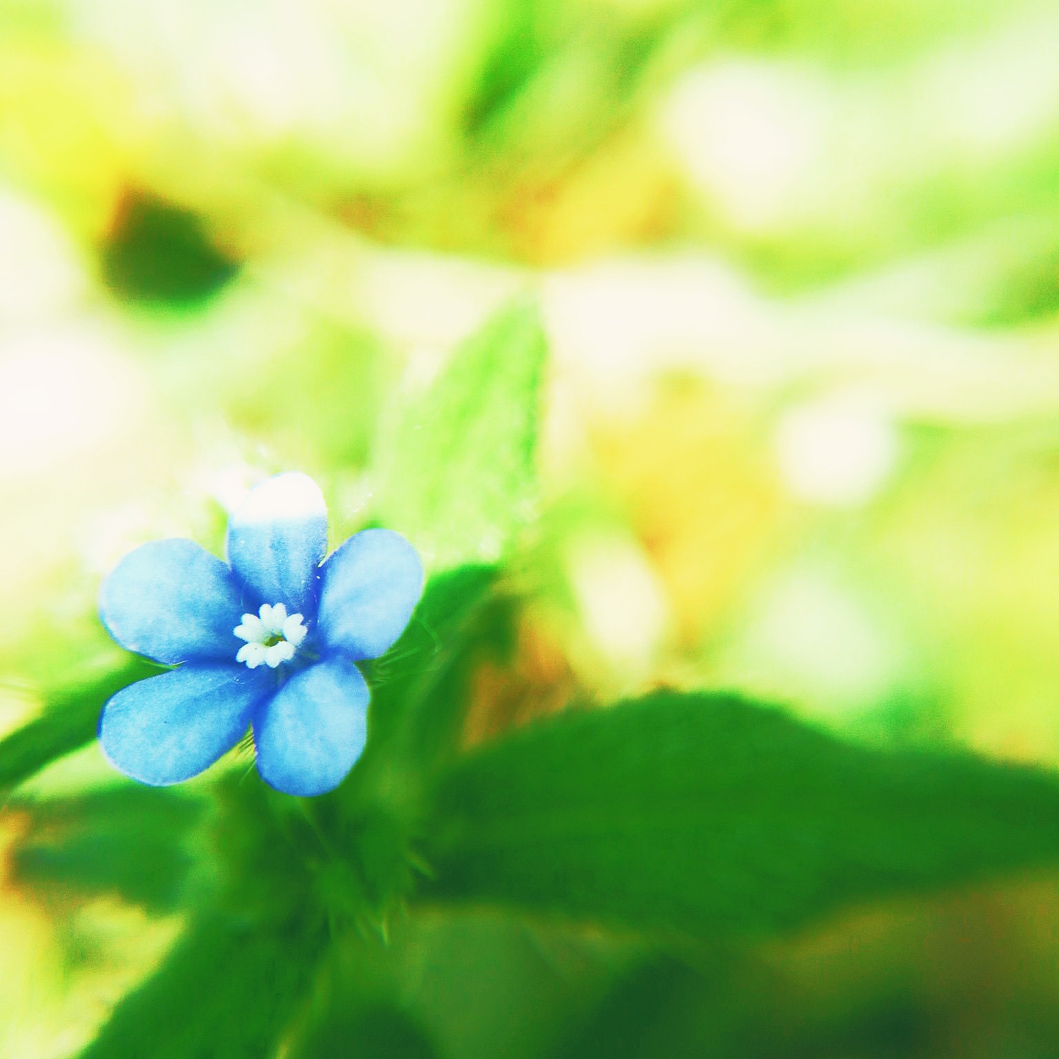 蓝色 春天 鲜花 浪漫 头像 壁纸意…-堆糖,美好生活
