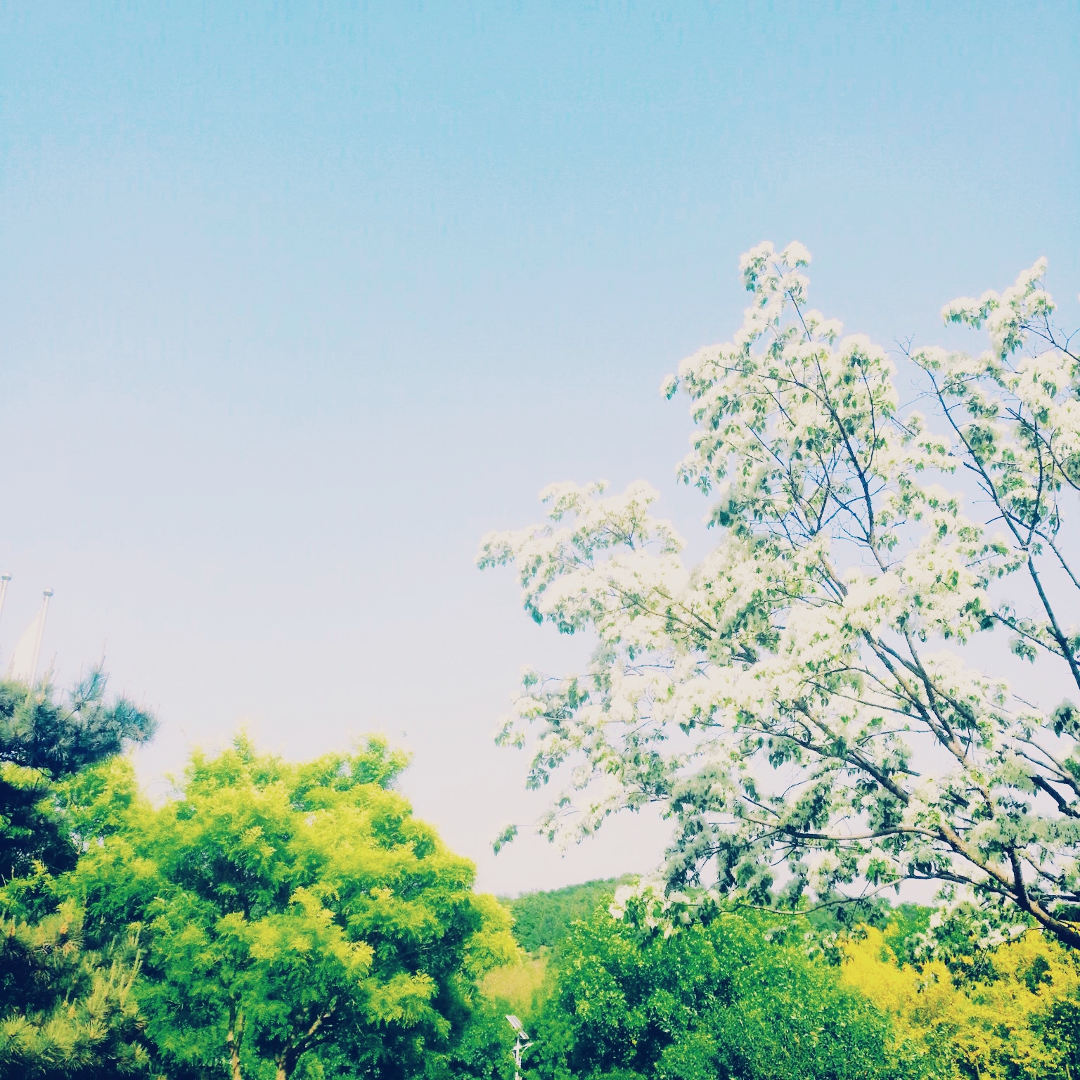蓝色 春天 鲜花 浪漫 头像 壁纸意…-堆糖,美好生活
