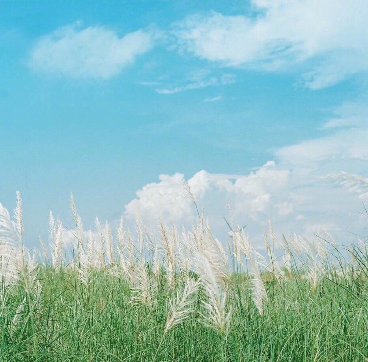 背景图【油画 稻草 天空 蓝色 蓝天】