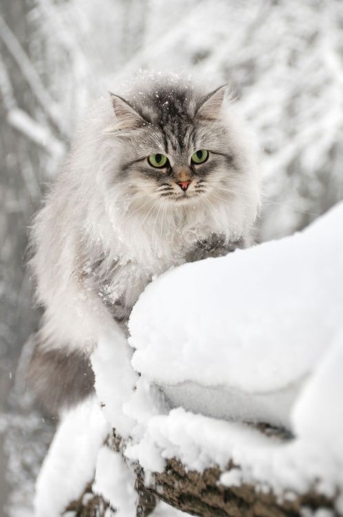 雪与猫(来源网络 侵删)