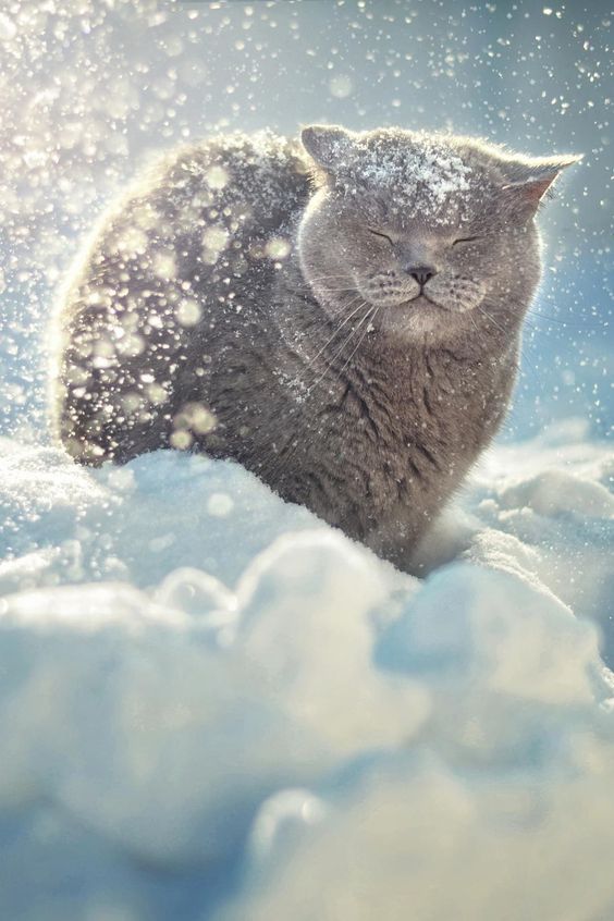 雪地里有只猫