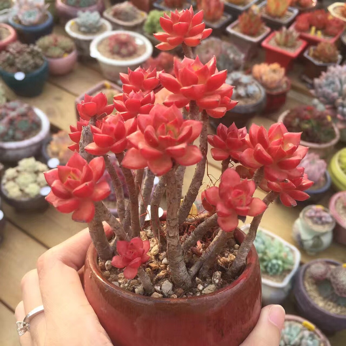 蒂亚老桩,一看就够老,红透了