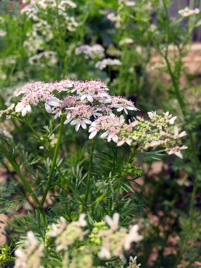 香菜花 