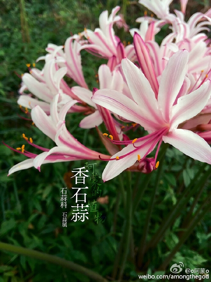 香石蒜 