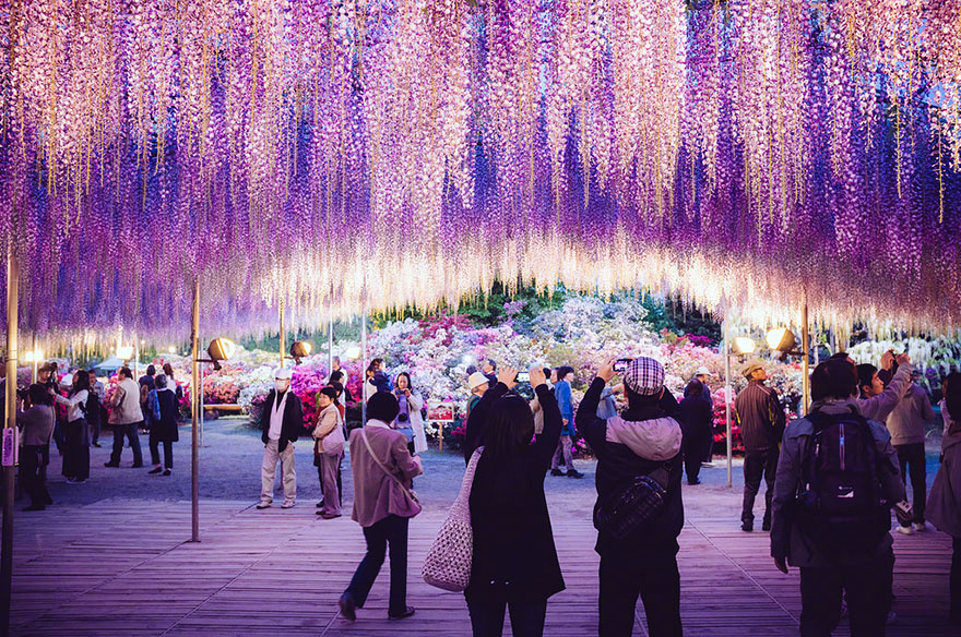 日本的紫藤花隧道,美的不像话的风景