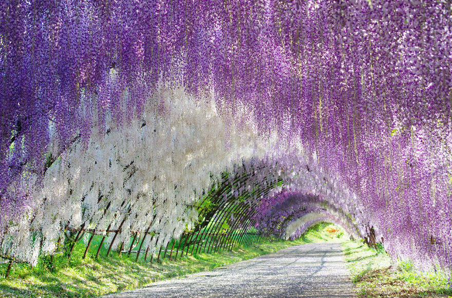 日本的紫藤花隧道,美的不像话的风景