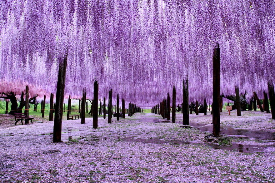 日本的紫藤花隧道,美的不像话的风景