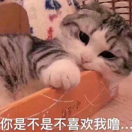 表情包 喵咪 猫 你是不是不喜欢我噜