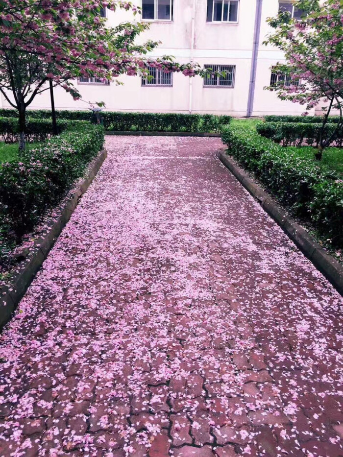 苏州科技大学宿舍楼下樱花树下樱花遍地