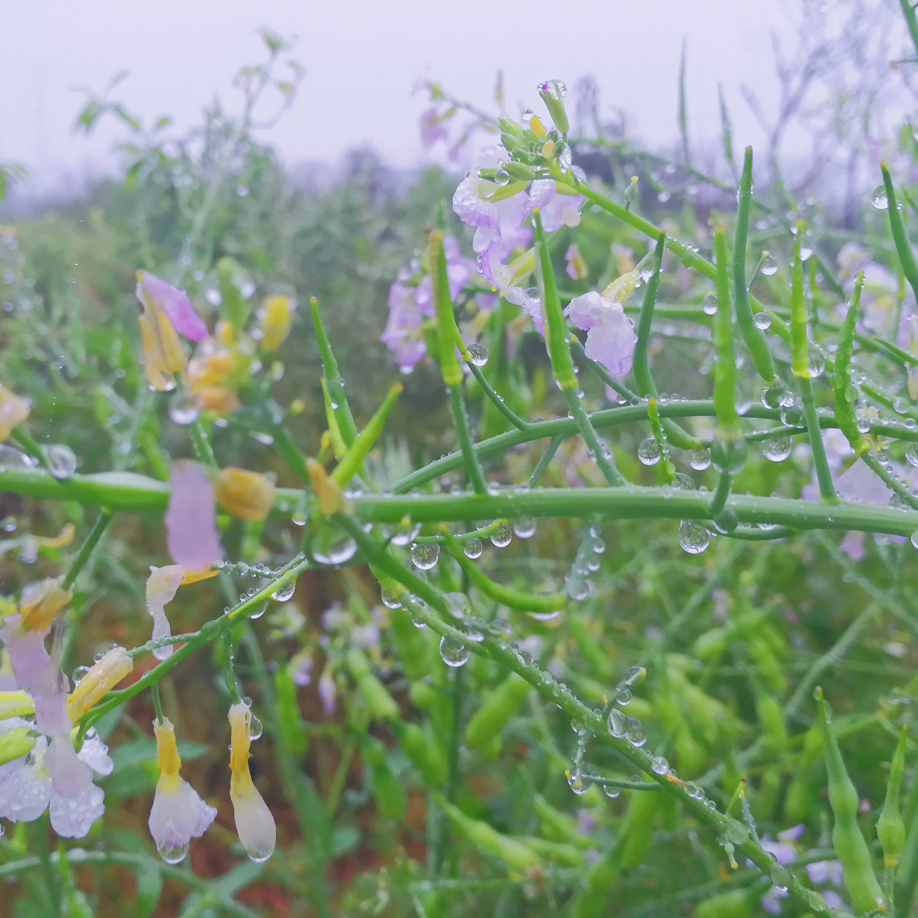 萝卜花 