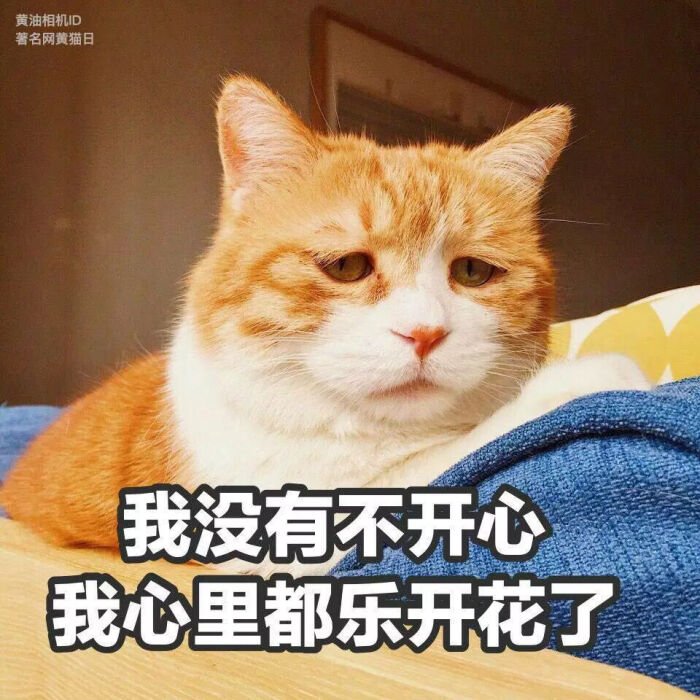 萌猫 表情包 猫日