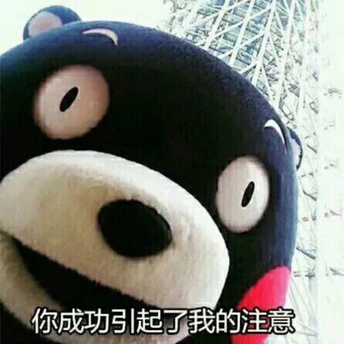 表情包.熊本熊.你成功地引起了我的注意.