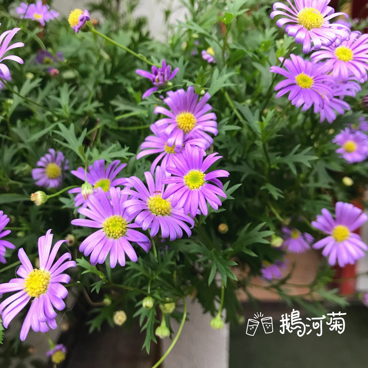 鹅河菊 