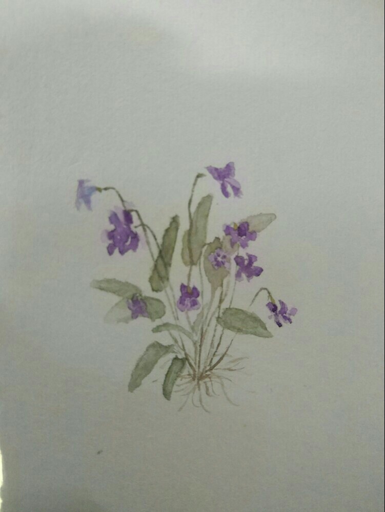 紫花地丁 水彩 草药 花