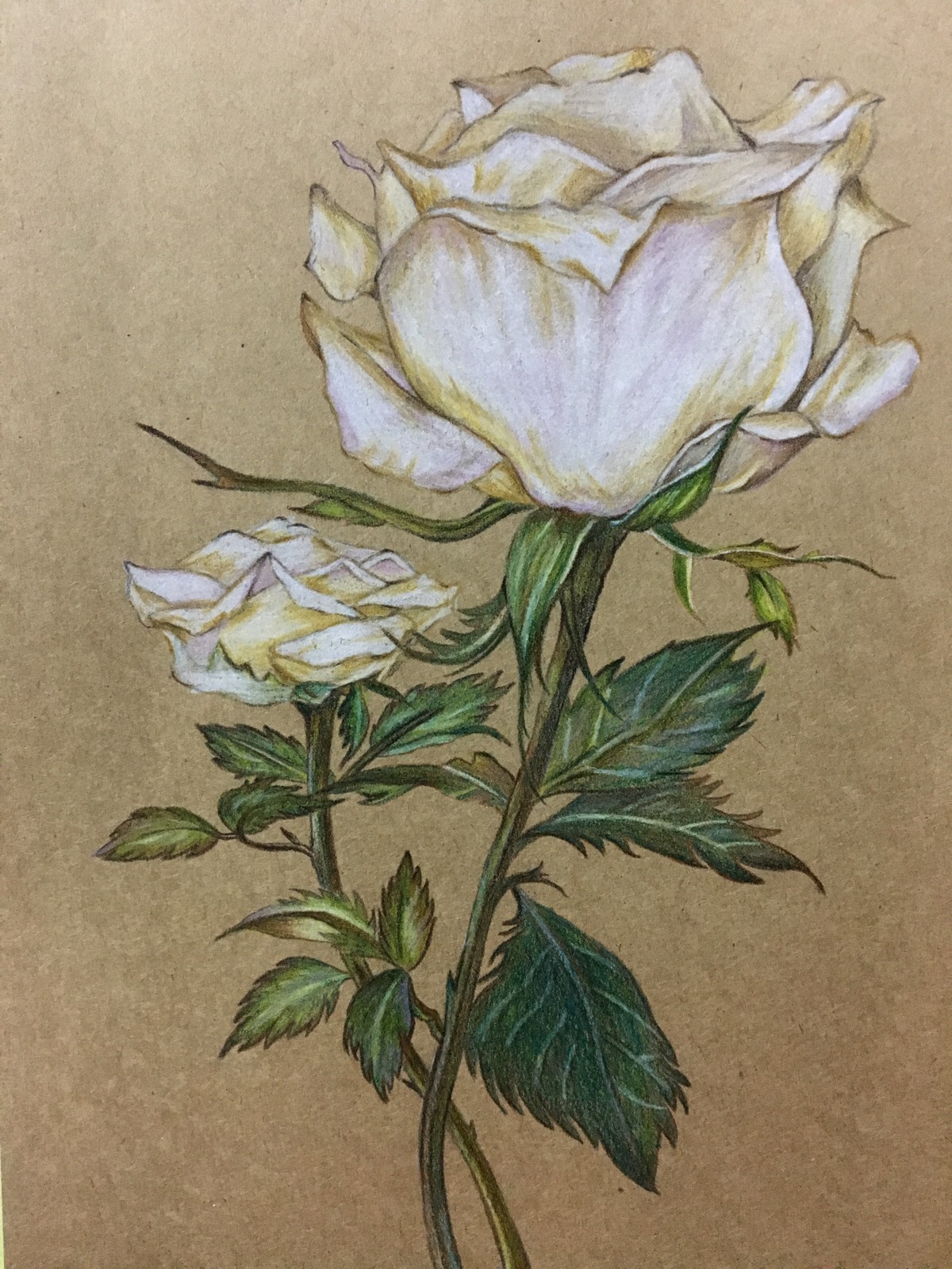 彩铅——《白玫瑰》