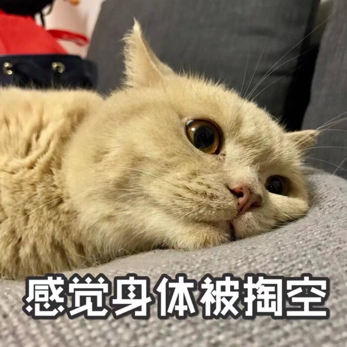 表情包(你的橘猫咧~)