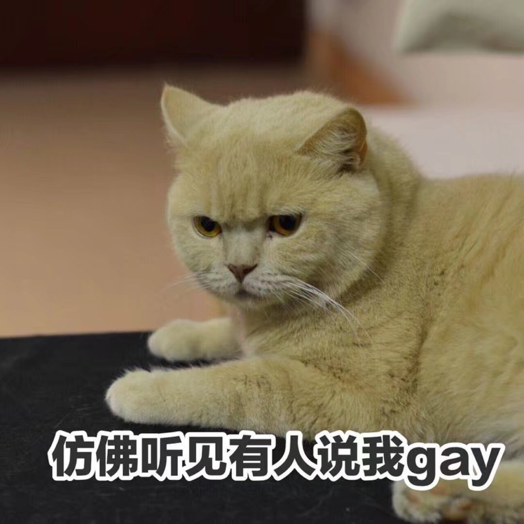 表情包(你的橘猫咧~)