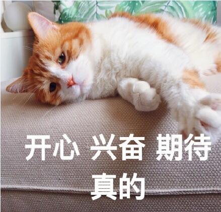 网黄猫日 萌猫 表情包