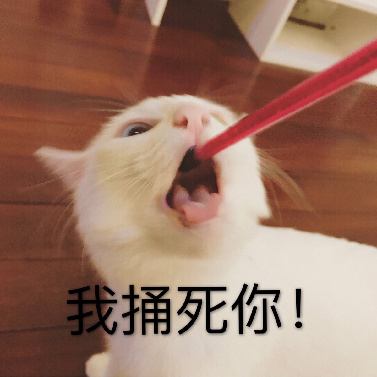 猫咪表情包 我捅死你