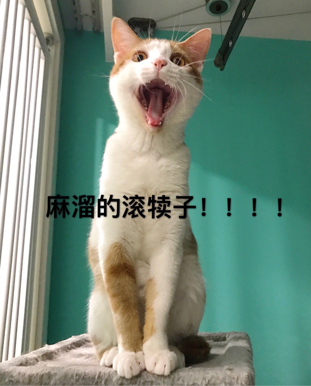 猫咪表情包