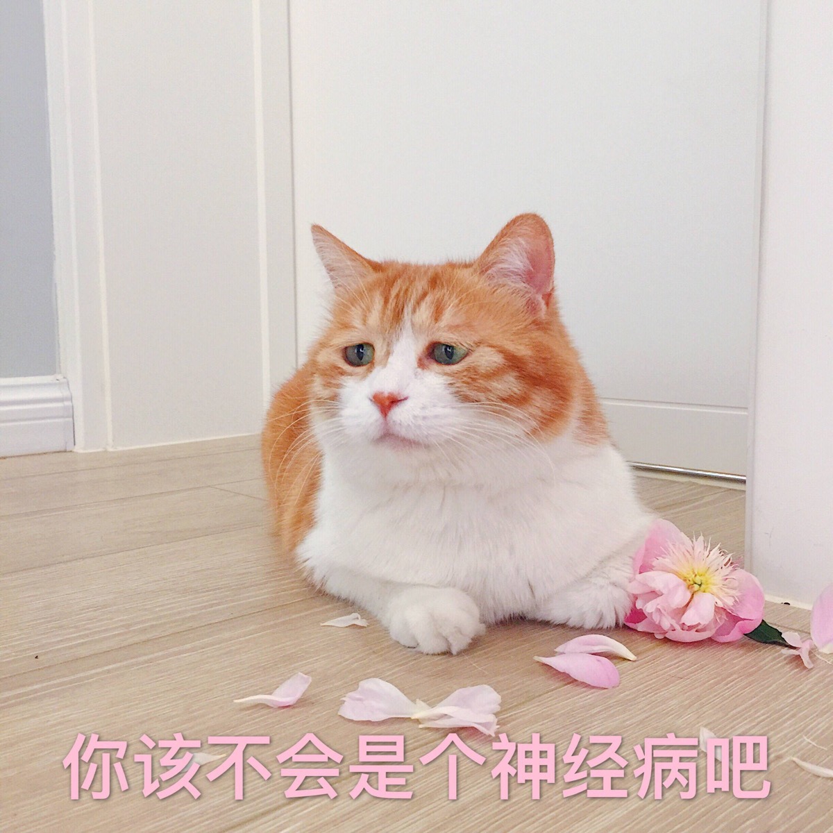 你不会是个神经病吧 表情包