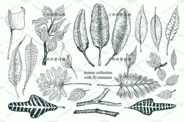 黑白手绘线稿图复古植物树叶种子包装印刷ai矢量设计素材ai229