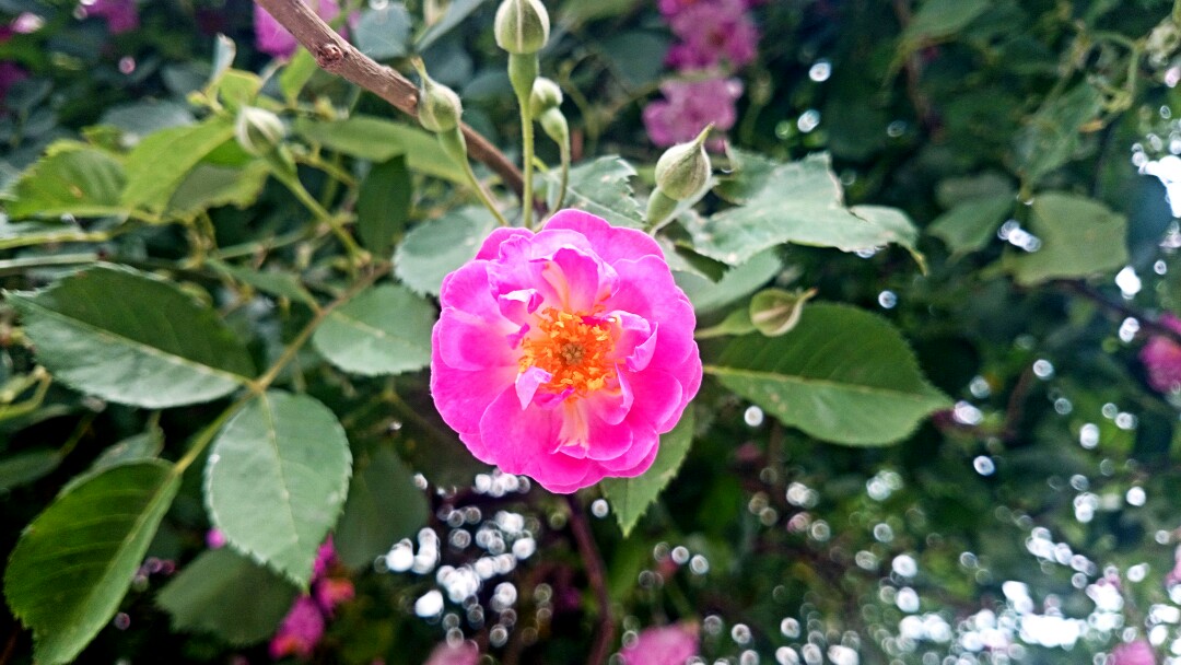 初夏 花 原创 摄影 风景 壁纸桌面 特写 静物 蔷薇花