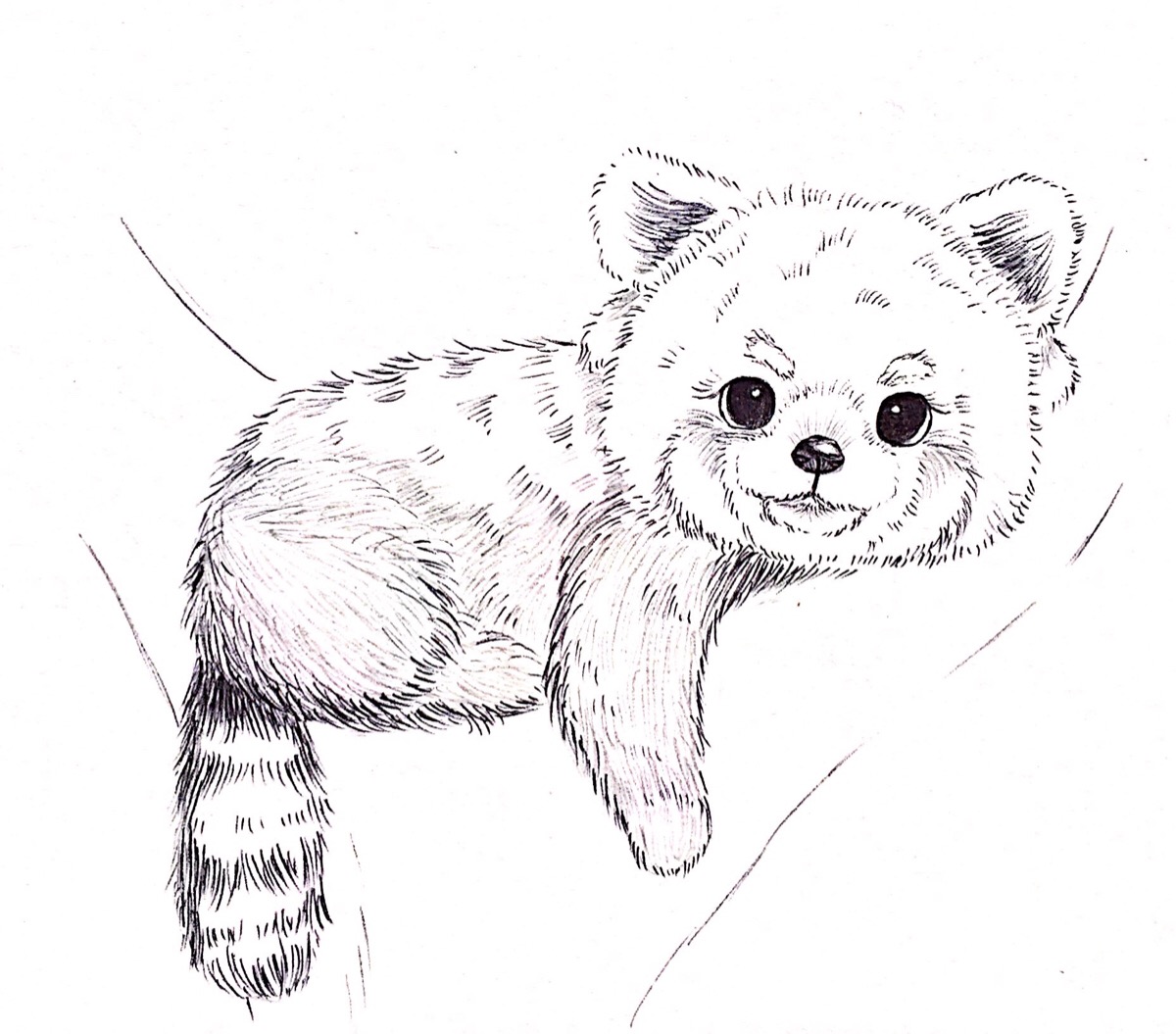 手绘 线条 圆珠笔 小动物 可爱 【看得出是小熊猫吗 哈哈