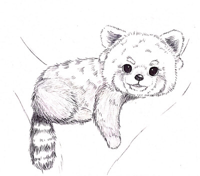 手绘 圆珠笔 线条 龙猫 可爱 小动物 0 10 潘彦霖  发布到  速写