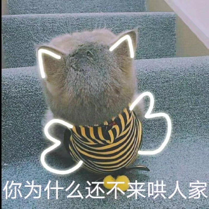 猫咪表情包