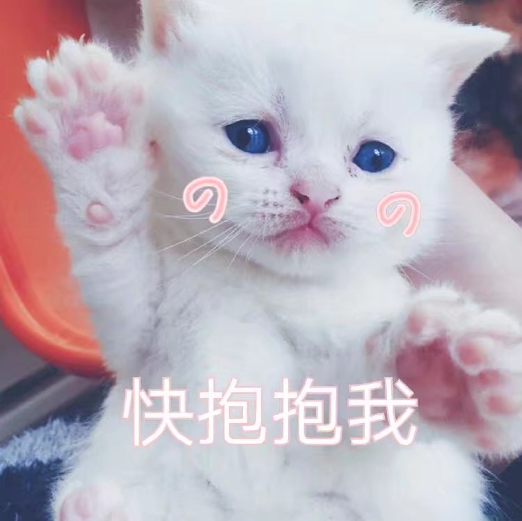 猫咪表情包