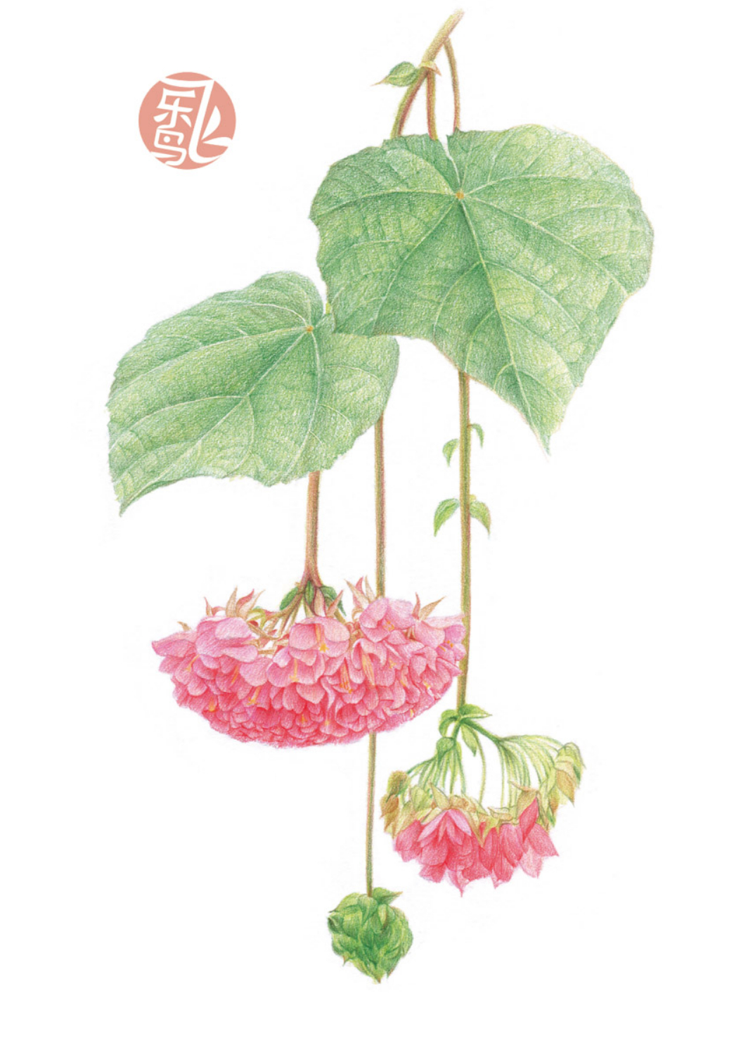 飞乐鸟 花卉 植物 插画 手绘 彩铅画 色铅笔 本草绘 植物